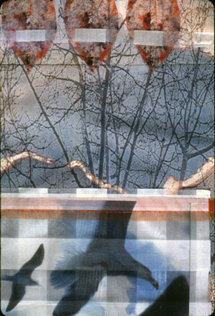 Falling Leaves Dream of Flight