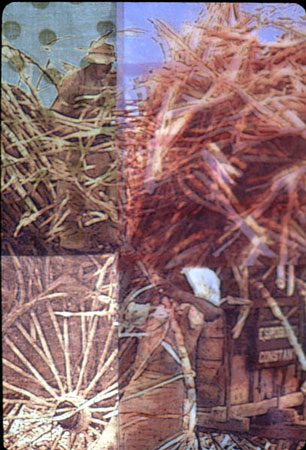 Through the Eyes of my Father 3: Harvesting Sugar Cane (Barbados 1940)